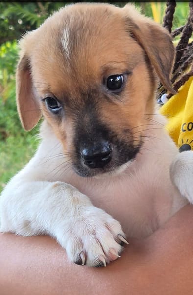 BUDDY , CHIOT MÂLE BERGER CRÉOLE