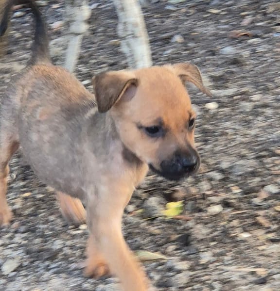 CODY, CHIOT MÂLE BERGER CRÉOLE