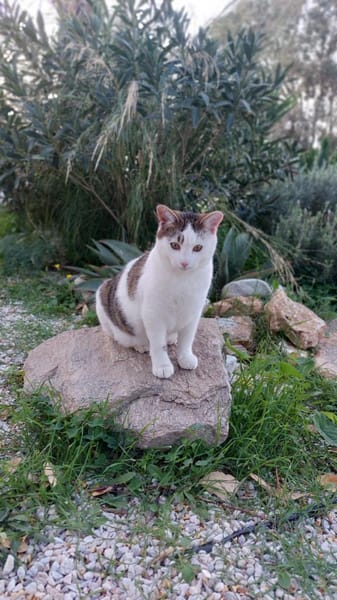 Schmusekater Anton