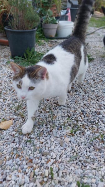 Schmusekater Anton