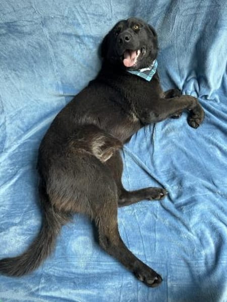 Balu (Ragnar) Großer Kuschelbär