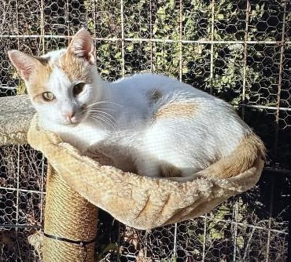 Verspielter Nikos sucht Zuhause