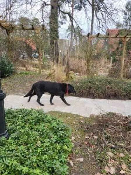 Letztes liebevolles Zuhause gesucht