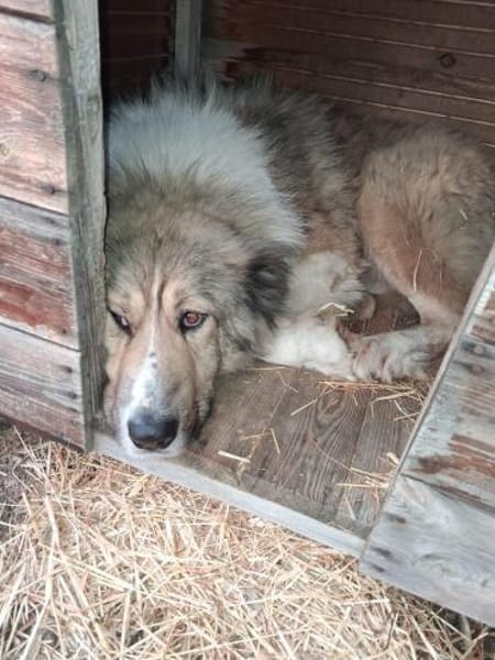 Zuhause gesucht für Kiro