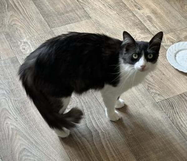 Forky möchte schmusen ❤