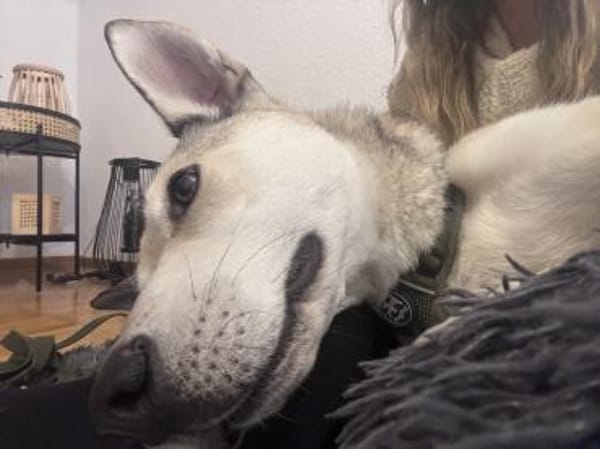 Romeo sucht seinen Menschen