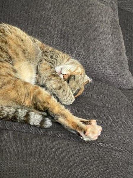 Einzelprinzessin Lili