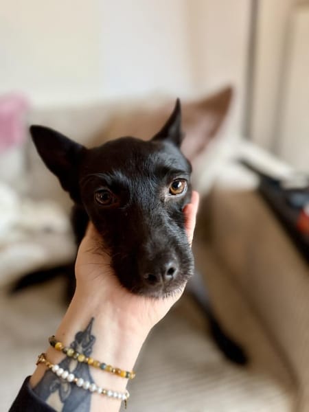 Frutti-Fröhliche Hündin, 1,5 Jahre alt,