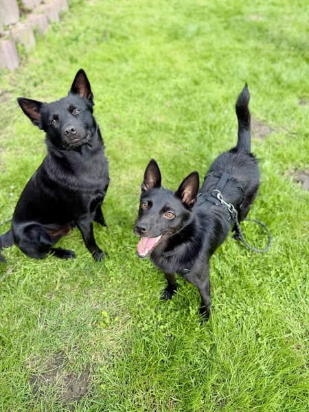 Frutti-Fröhliche Hündin, 1,5 Jahre alt,