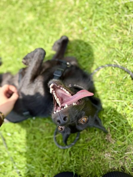 Frutti-Fröhliche Hündin, 1,5 Jahre alt,