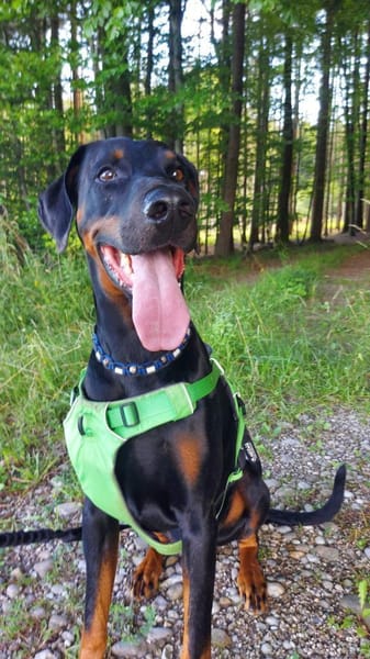 🐾 Akito sucht sein Für-immer-Zuhause 🐾