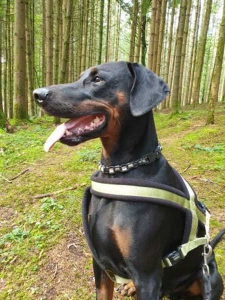 🐾 Akito sucht sein Für-immer-Zuhause 🐾