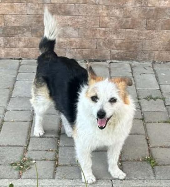 Alva, 5 Jahre alt