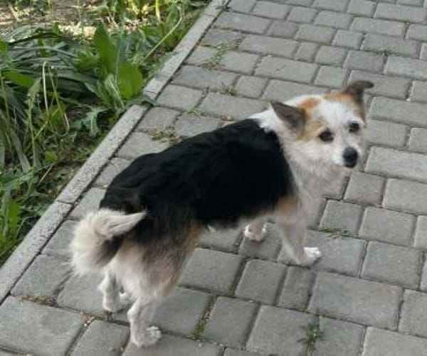 Alva, 5 Jahre alt