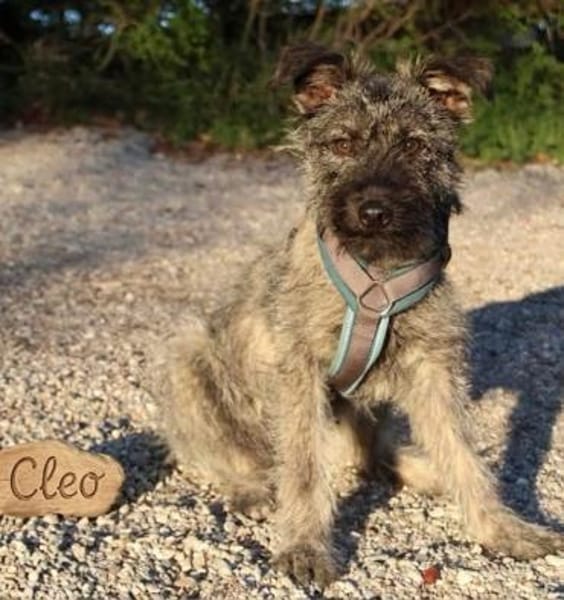 Terriermix Hündin 38 cm 8 mon.
