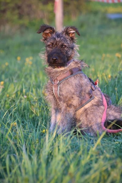 Terriermix Hündin 38 cm 8 mon.