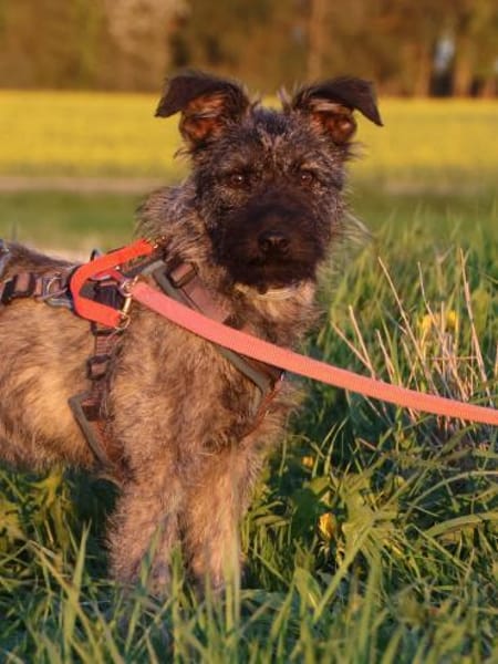 Terriermix Hündin 38 cm 8 mon.