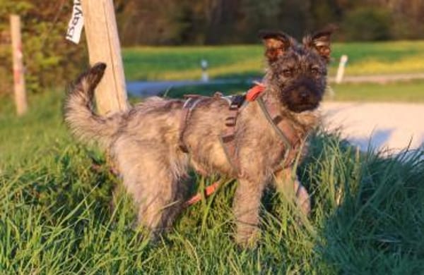 Terriermix Hündin 38 cm 8 mon.