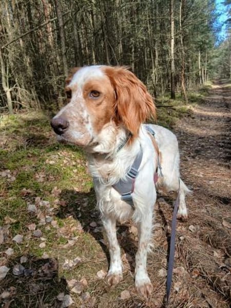 Giannios sucht ein sportliches Zuhause