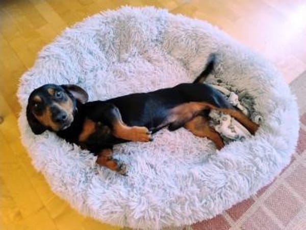 Kleiner Schatz JACK