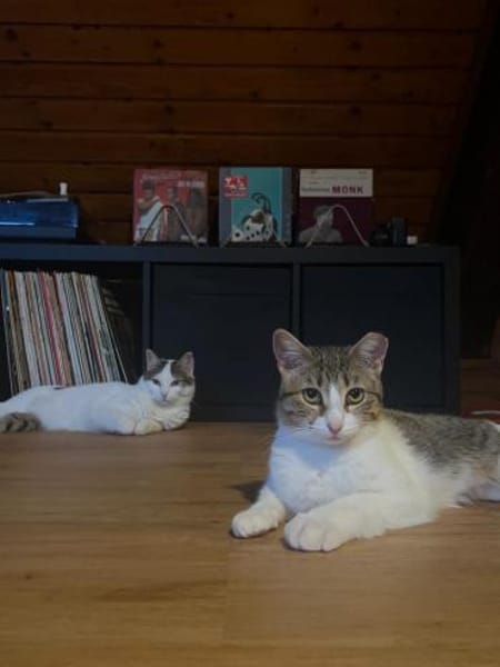 Luna und Chrysa aus dem Tierschutz