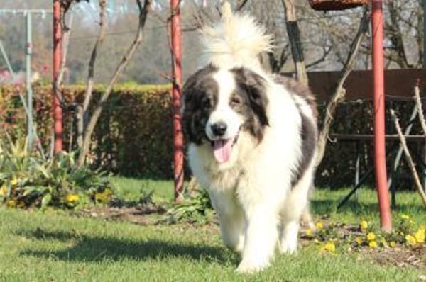 Bruno unser sanfter Rieser
