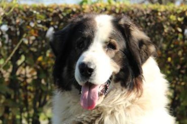 Bruno unser sanfter Rieser