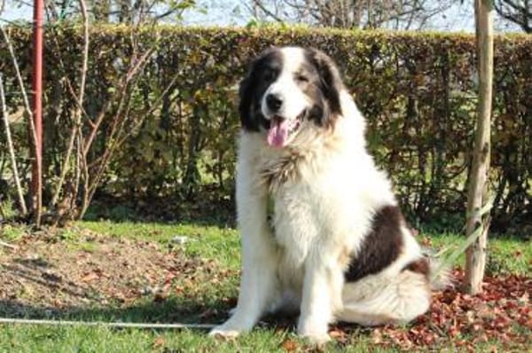 Bruno unser sanfter Rieser