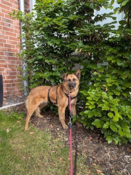 Ruhige SHILA sucht treue Begleiter