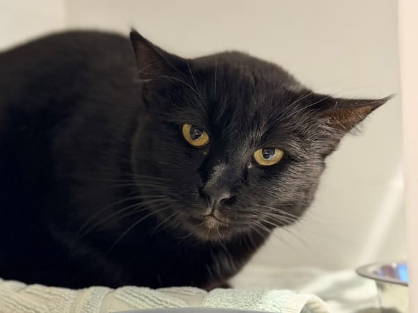 BASTET