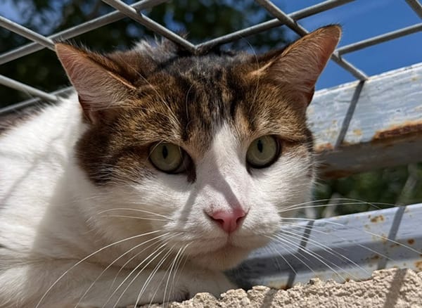 nelsha