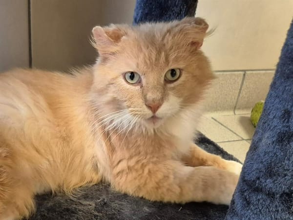 SIMBA QCT (j'ai trouvé ma famille)