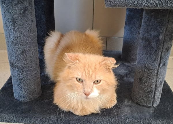 SIMBA QCT (j'ai trouvé ma famille)