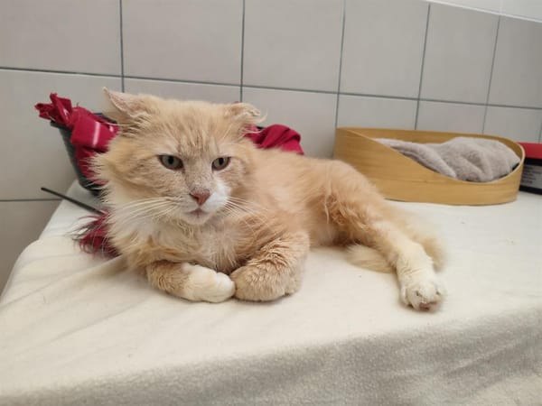 SIMBA QCT (j'ai trouvé ma famille)