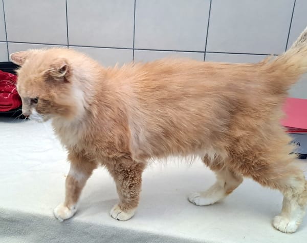 SIMBA QCT (j'ai trouvé ma famille)