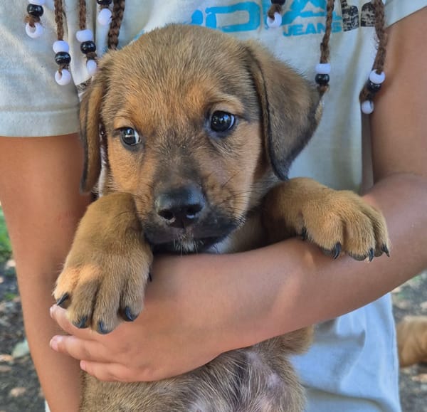 OSLOW, CHIOT MÂLE BERGER CRÉOLE