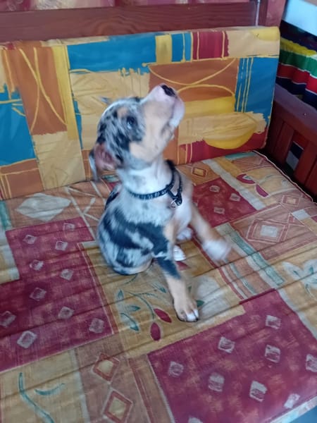 STETSON, CHIOT MÂLE BERGER CRÉOLE