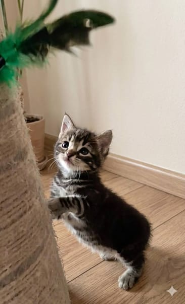 SIMON