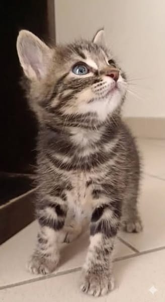 SIMON