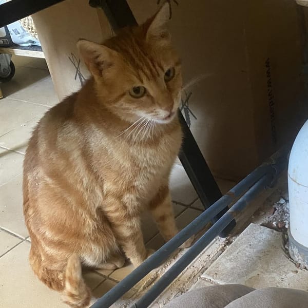 Rubi