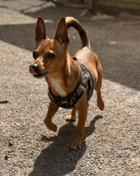 kleiner -Haudegen- möchte Hund sein