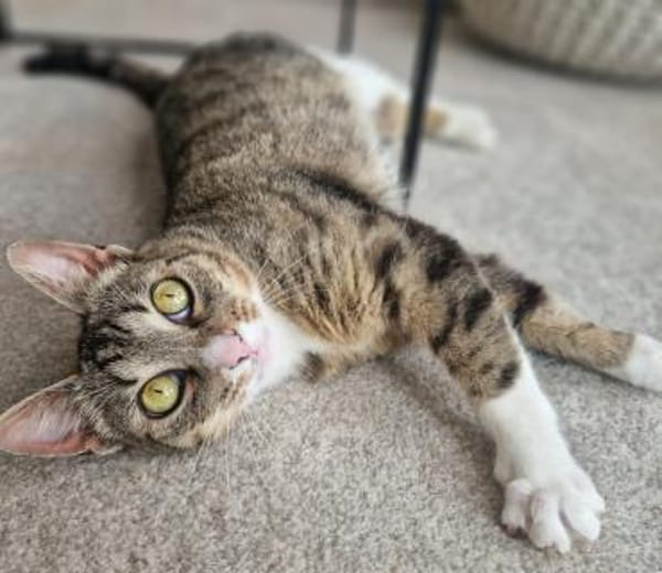 Sina liebt es zu kuscheln