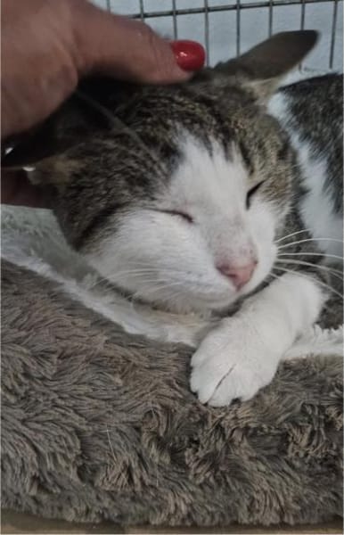Lounis - Kleiner Charmeur sucht dich