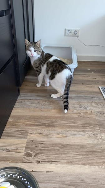 Lounis - Kleiner Charmeur sucht dich