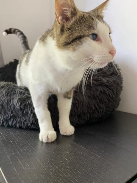 Lounis - Kleiner Charmeur sucht dich