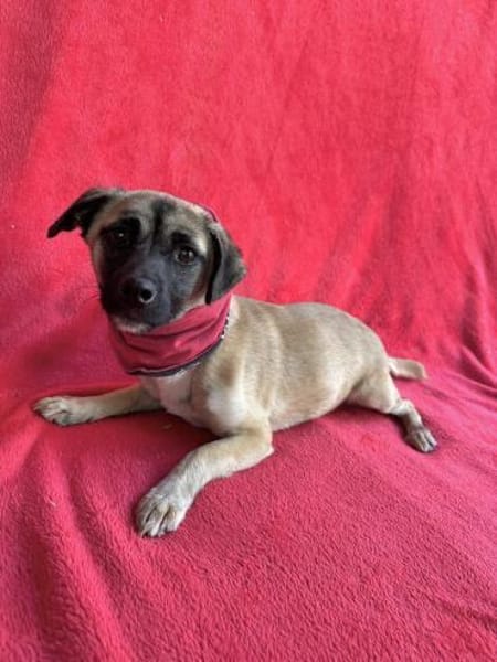Pippa-Kleine Schmusemaus sucht ihr Glück