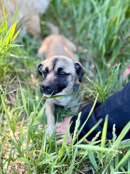 Pippa-Kleine Schmusemaus sucht ihr Glück