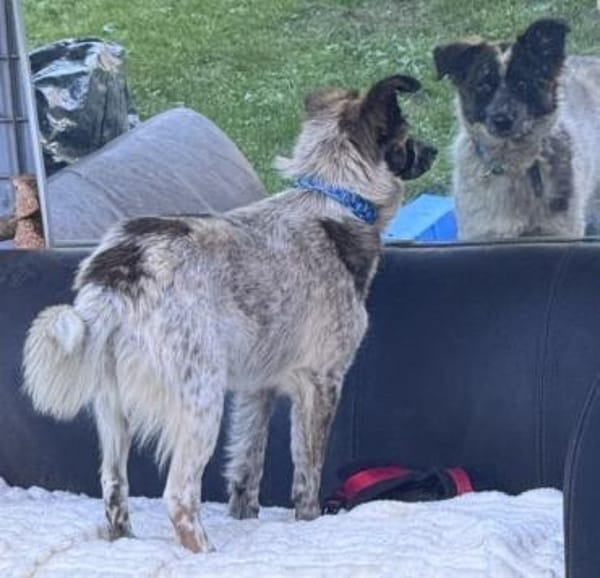 Hummel die Liebe / in 82284