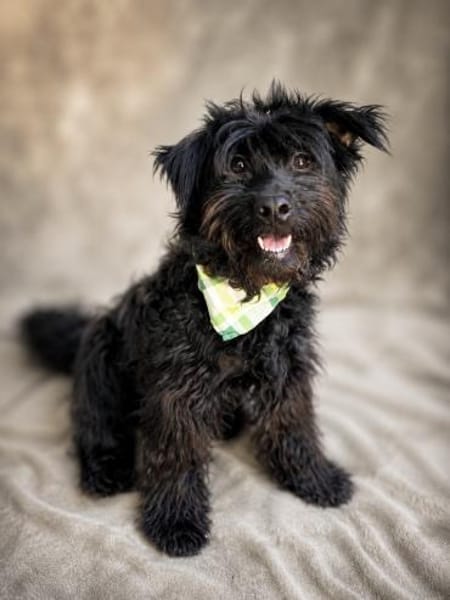 Lykke Freundliche Hundedame