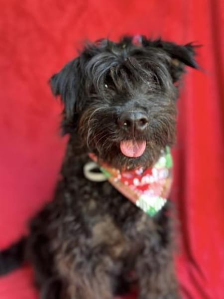 Lykke Freundliche Hundedame